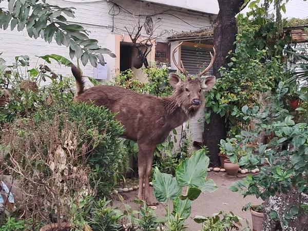 Sambar deer that strayed into residential area in Chandigarh