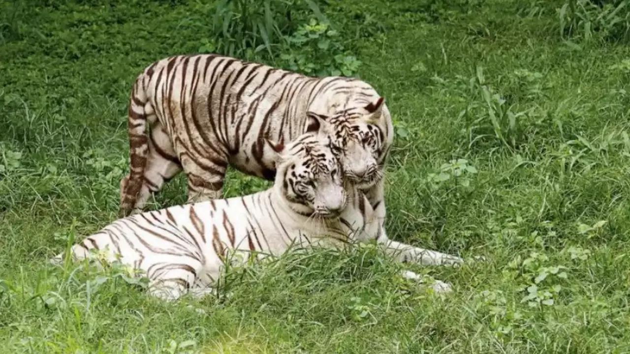 National Zoological Park Celebrates The First Birthday