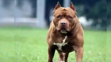 Pitbull 