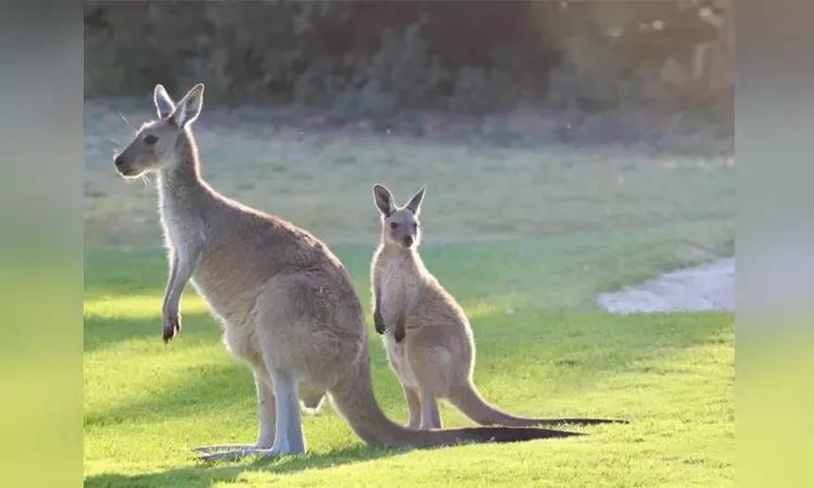 Kangaroos 