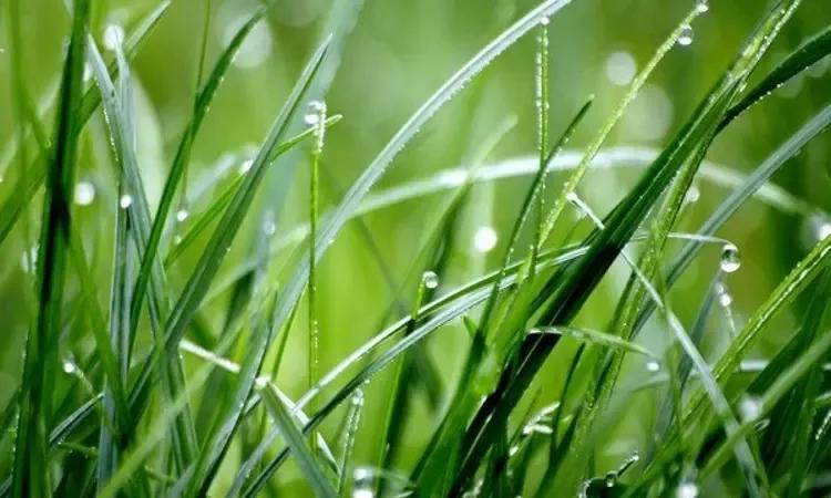 Grasses In Climate Change Control