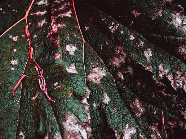 407-Million-Year-Old Plant