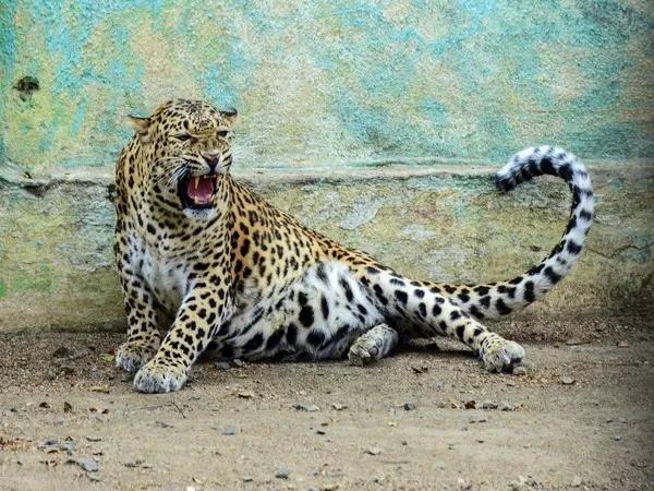 Leopard