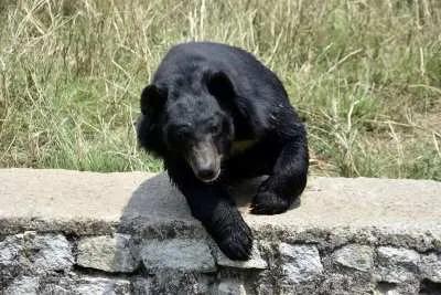 Bear in Japan