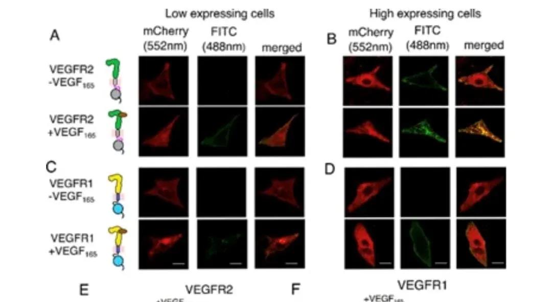 Probing ligand-independent activation of VEGFR