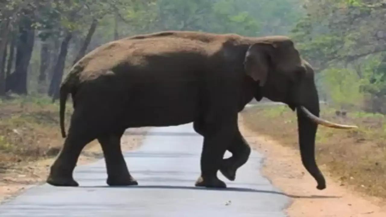 Tusker 'Arikomban' sighted near densely populated tea estate in TN