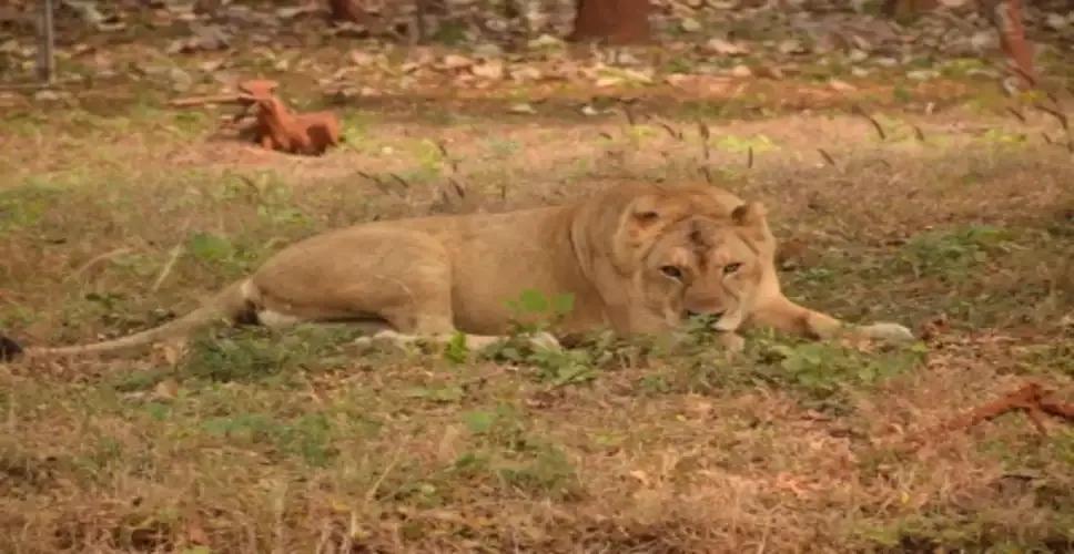 Gujarat: Lioness dies in train-hit incident in Gujarat's Amreli