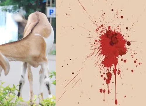 In fight over goats, UP man bites owner’s private parts