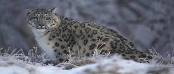 Snow Leopard