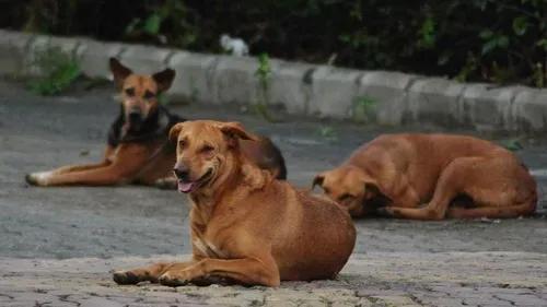 Municipalities, corporations implementing animal birth control prog to manage street dogs in unstructured way: Govt