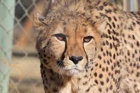 India should go for younger cheetahs habituated to human presence: Experts tell govt