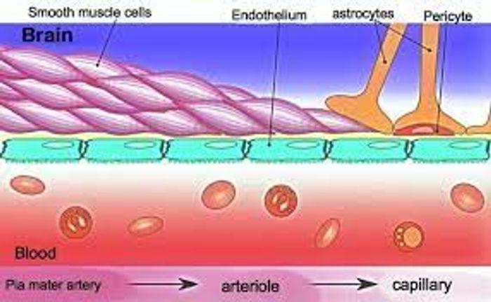 Blood-Brain Barrier Works