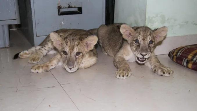 Lion Cubs 