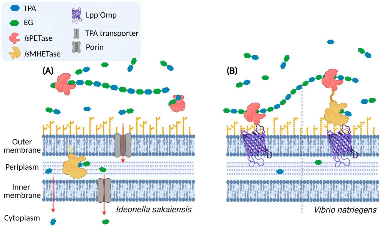 Genetically Modified Bacteria