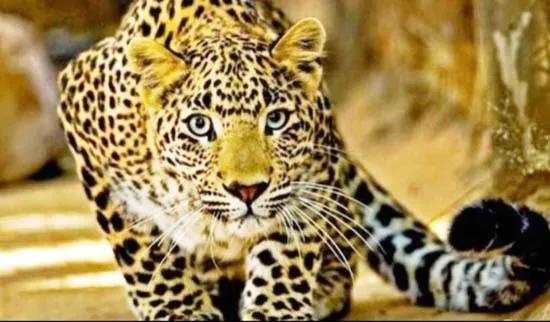 3 injured in leopard attacks in UP's Bijnor