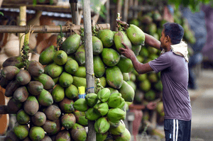 World Coconut Day: Kerala farmers to benefit from Rs 30 crore boost