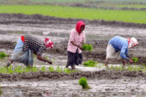 Rainfall boosts kuruvai paddy cultivation in TN delta districts, farmers eye samba crop