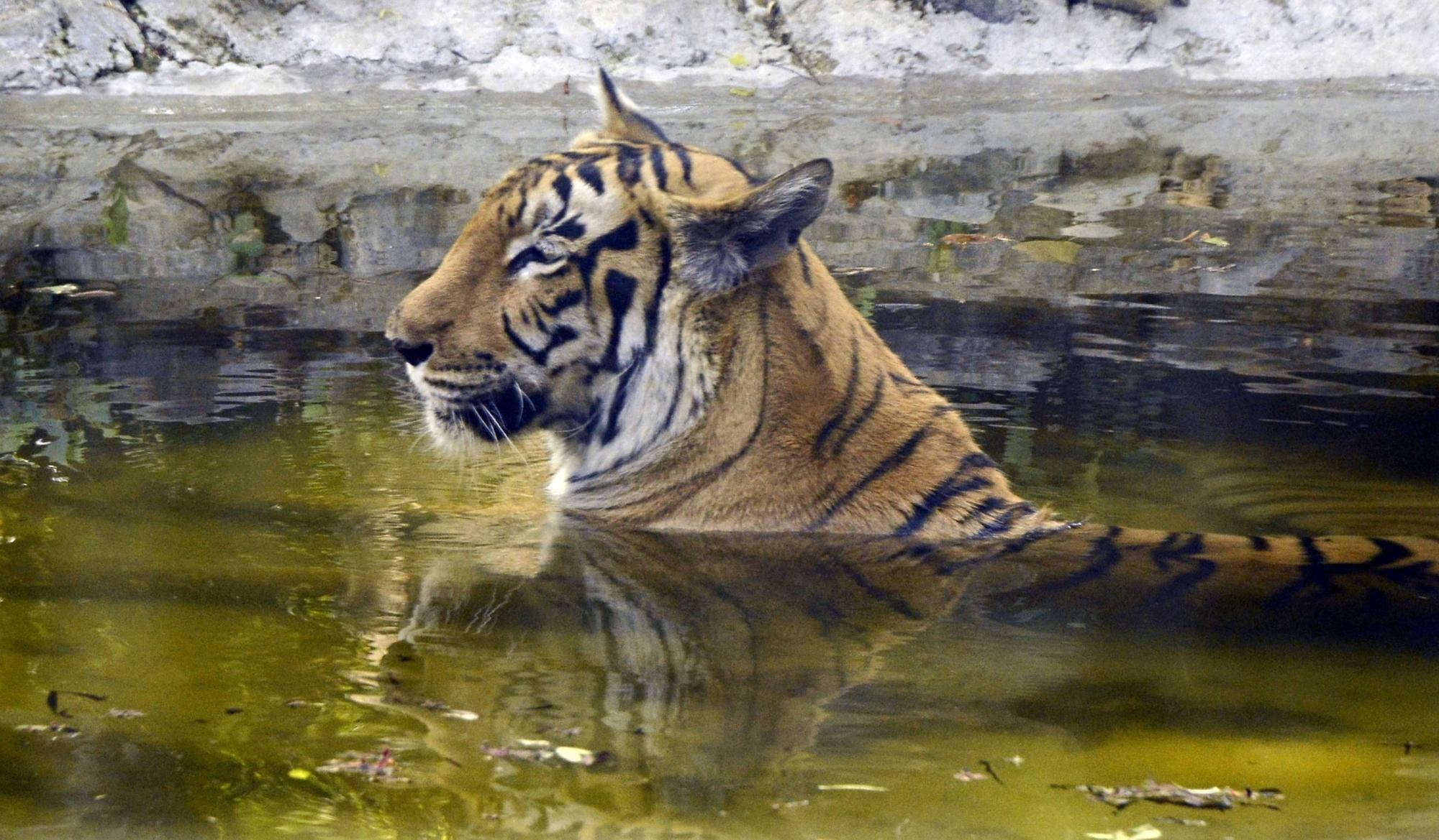 Probe ordered into death of two tigresses at iconic Kolkata Zoo