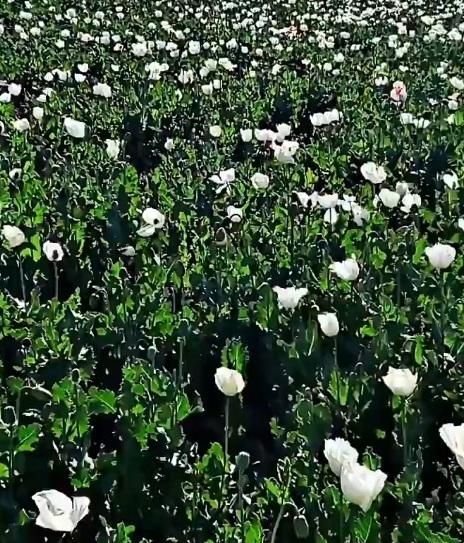Pakistan: Locals worried as Balochistan becomes new hub for poppy cultivation