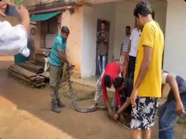 11-foot long King Cobra snake rescued from Odisha's Mayurbhanj