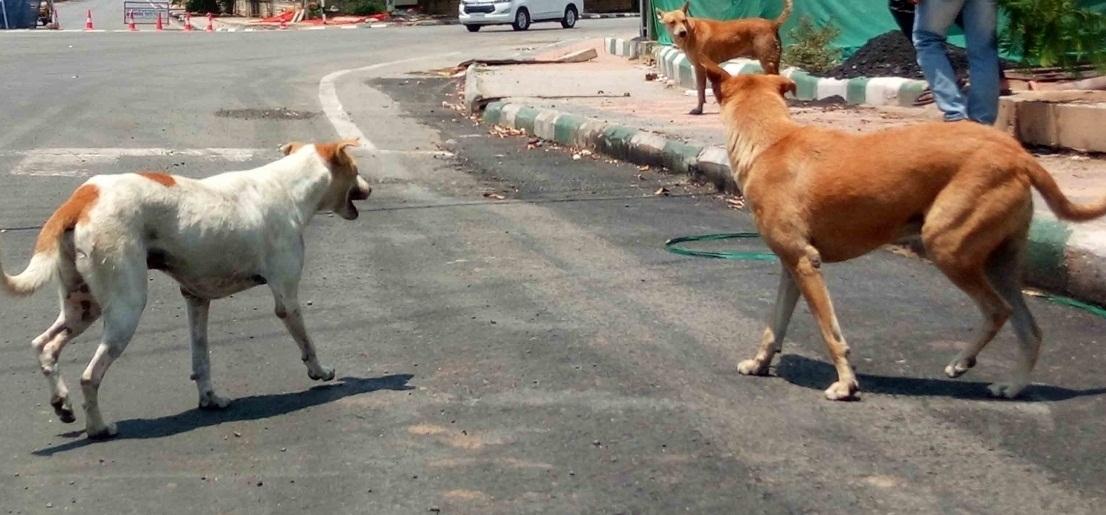 Meghalaya HC lauds govt’s measures to tackle stray dog menace