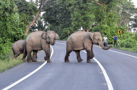 Human-elephant conflicts rise in TN's Coimbatore amid shortage of forest guards