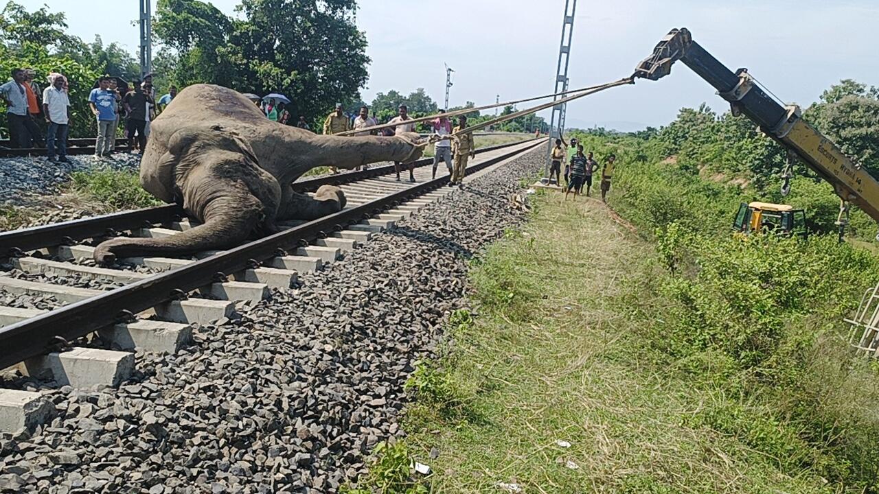 Indian Railways rolls out AI system to prevent elephant collision, tenders 981 RKms