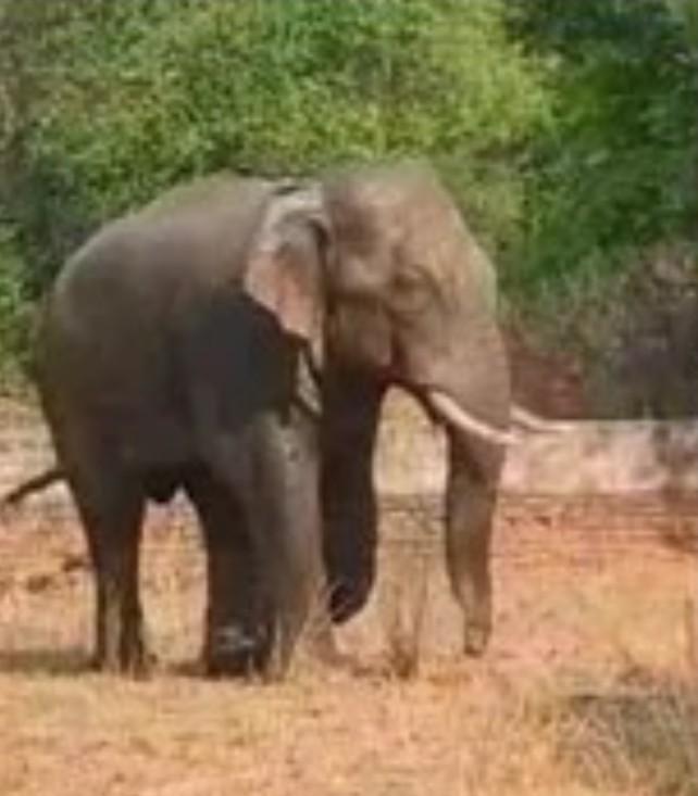 Elephant kills one in Ranchi residential area, panic grips locals