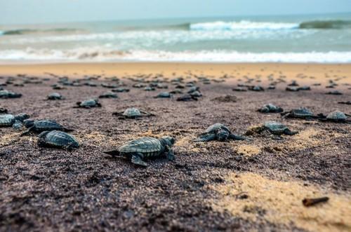 Chennai to launch elite marine patrol to safeguard coastline, sea turtles
