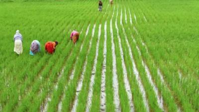 TNCSC to open 40 paddy procurement centres in Madurai as Kuruvai harvest begins