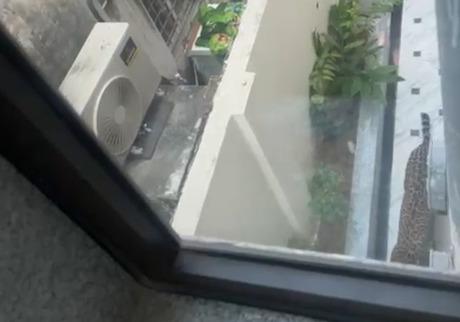 Leopard tranquilised after two-hour chase in Jaipur’s Civil Lines area (Lead)