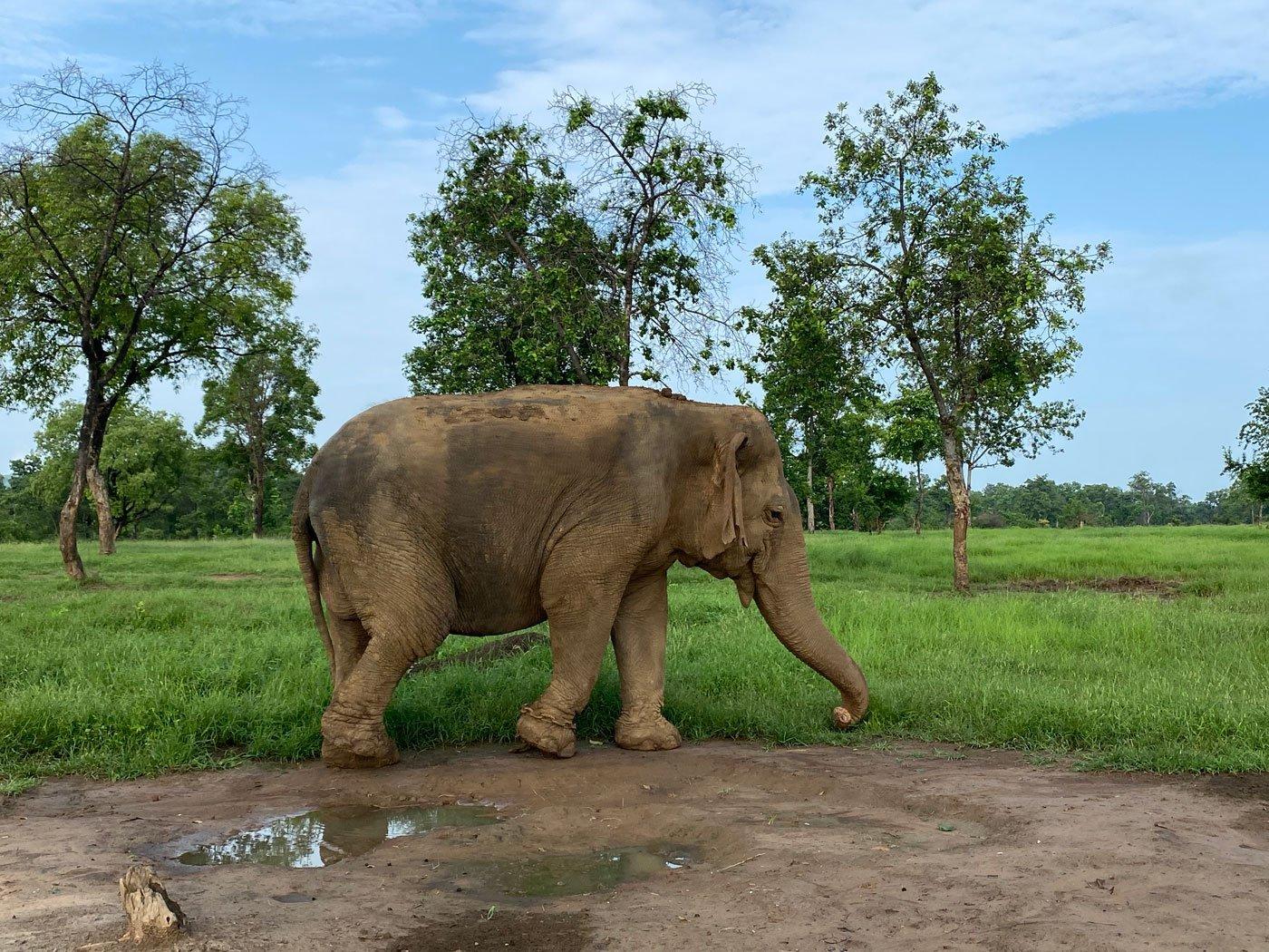 MP: Asia's oldest elephant dies at Panna Tiger Reserve