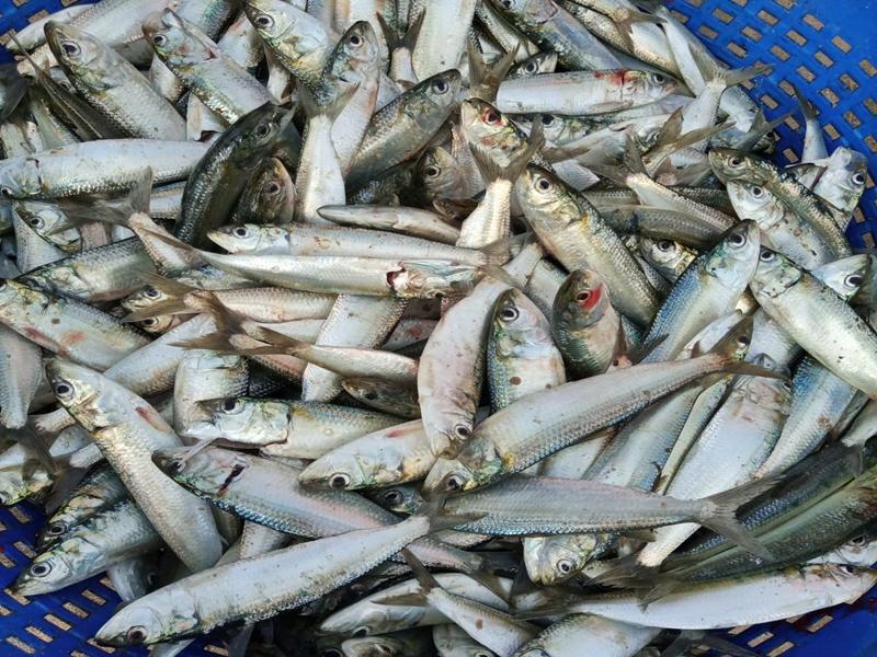 CMFRI sets ambitious 25 lakh tonne mariculture target by 2047
