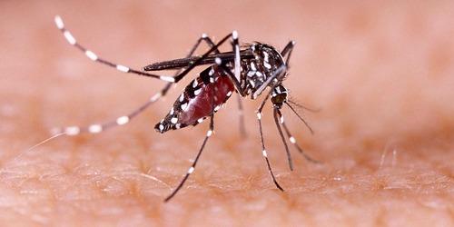 New Zealand sends aid to Samoa amid deadly dengue outbreak