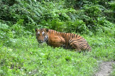 Assam's tiger numbers tripled since 2006, says CM Sarma