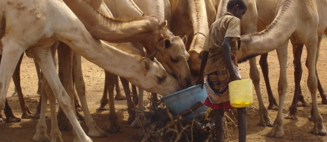 Death toll from Rift Valley Fever outbreak in Senegal rises to 17