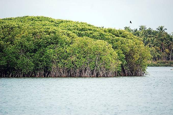 No funds available, TN's Thuraimangalam Lake restoration gets delayed