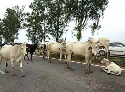 MP: Group of cows killed after train runs over in Bhind