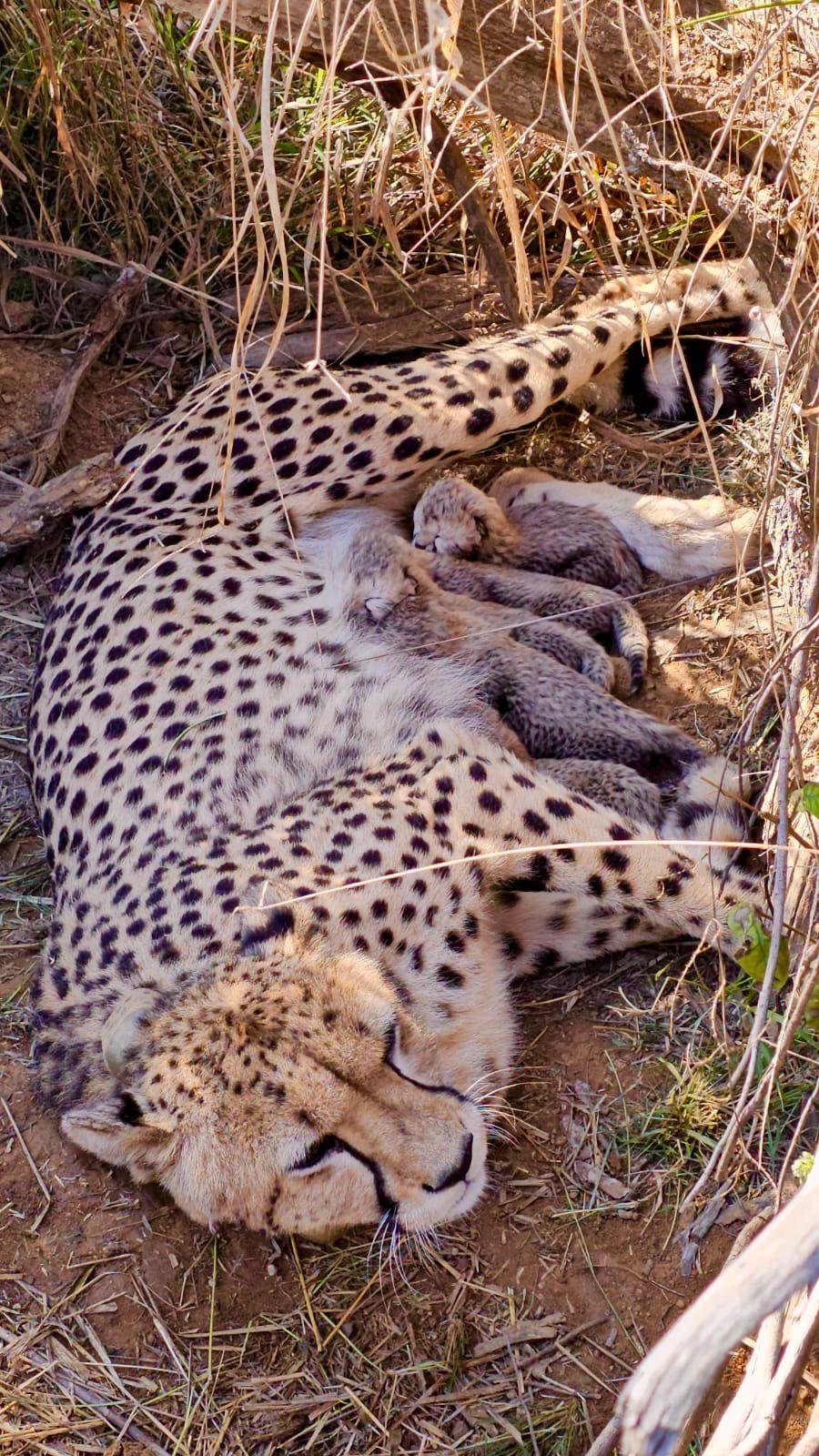 India’s cheetah population crosses half-century mark, Union Minister calls it ‘proud moment’ (Lead)
