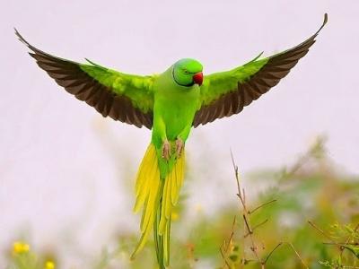 Kerala Forest Department books Kozhikode resident for keeping parrot in captivity