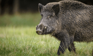 4 injured in wild boar attack in J&K's Pulwama