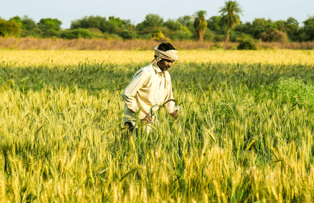 PM-KISAN scheme becomes economic lifeline for small farmers in MP