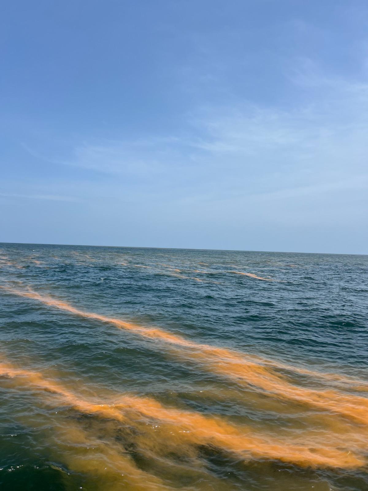 Monsoon runoff, coastal changes trigger bioluminescent red tides off Kerala: CMFRI