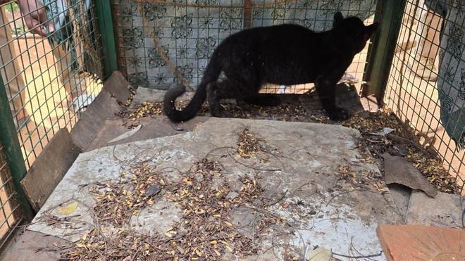 TN: Leopard cub rescued near Marudhamalai found dead during reunion effort