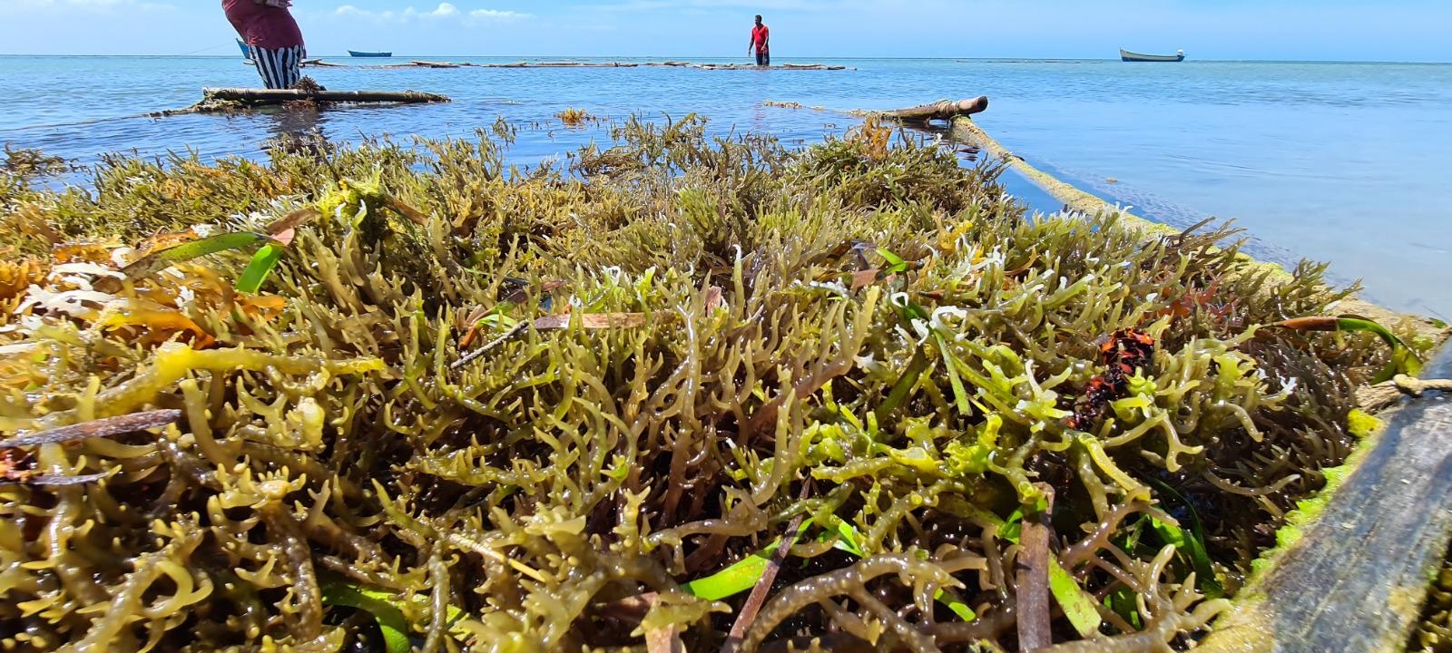 Kochi Expo: India charts course to become global seaweed powerhouse