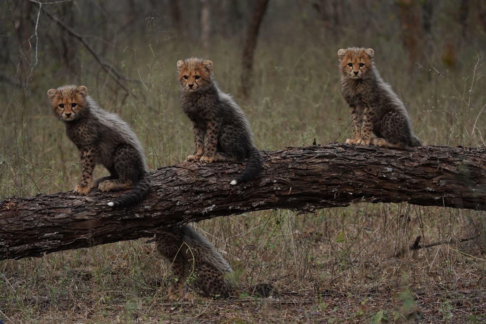 PM Modi leads nation in marking World Wildlife Day, reaffirms commitment to conservation