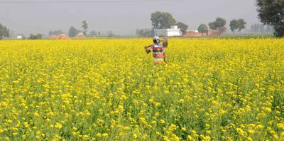MSP hike on rabi crops shows govt commitment: Farmers