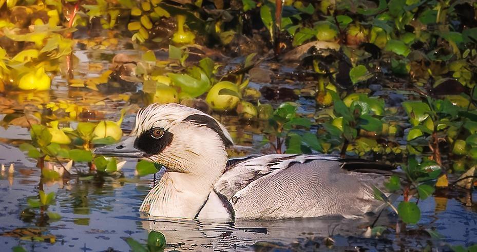 Over 1 lakh migratory water birds of 107 species recorded in Assam's Kaziranga: Survey