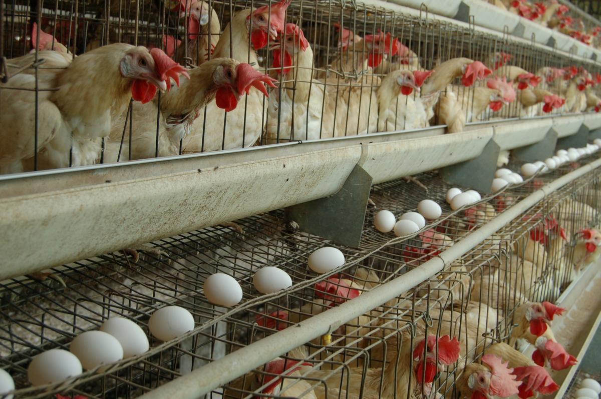 TN steps up vigil along Kerala border amid rising bird flu cases