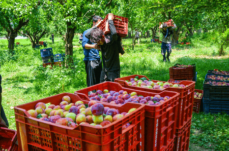 GST rate cuts come as booster shot for agriculture & dairy sectors